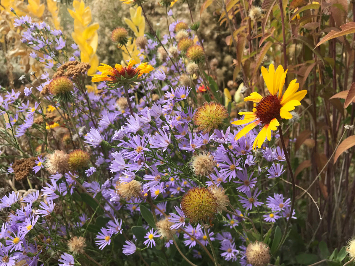 http://snakeriverseeds.com/cdn/shop/collections/Wildflower_Garden_2_1200x1200.jpg?v=1644515604