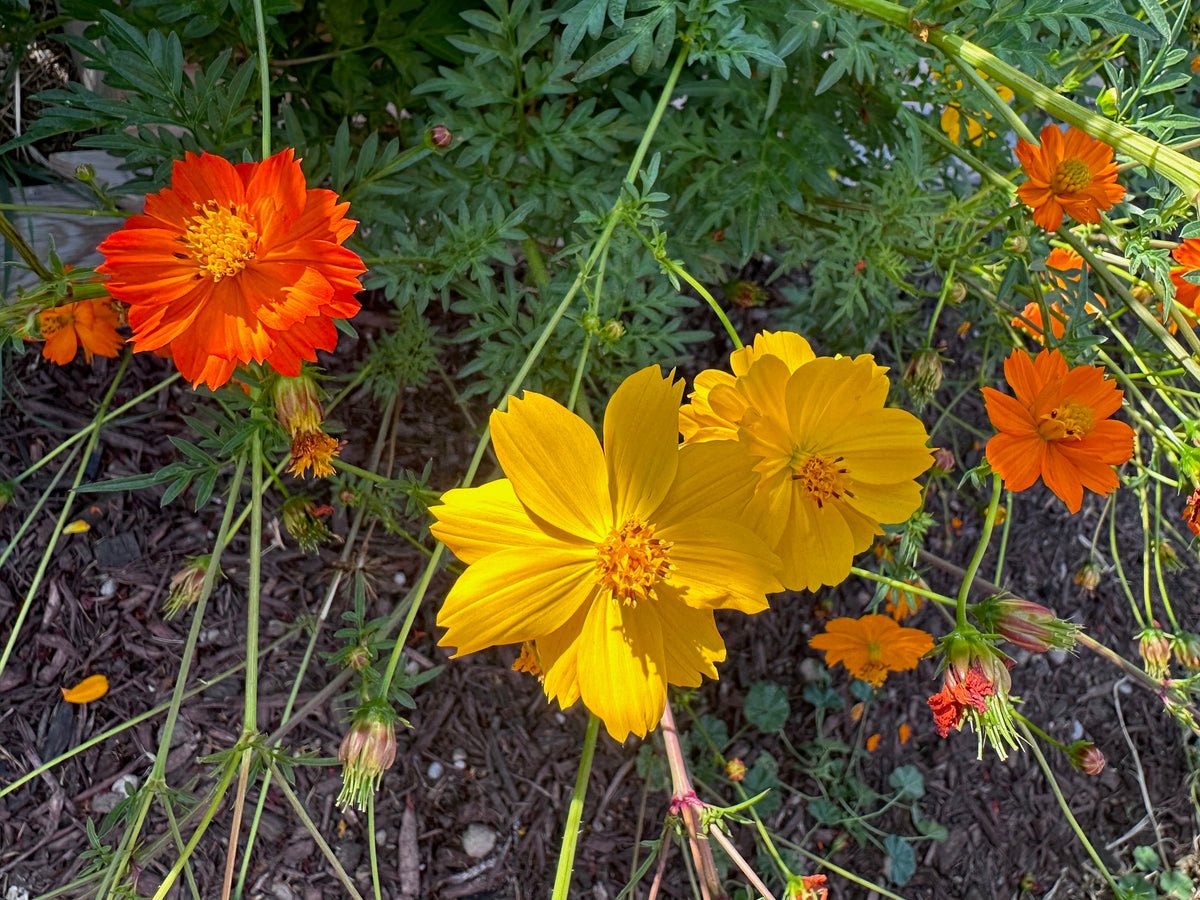 Cosmos, Bright Lights – Snake River Seed Cooperative