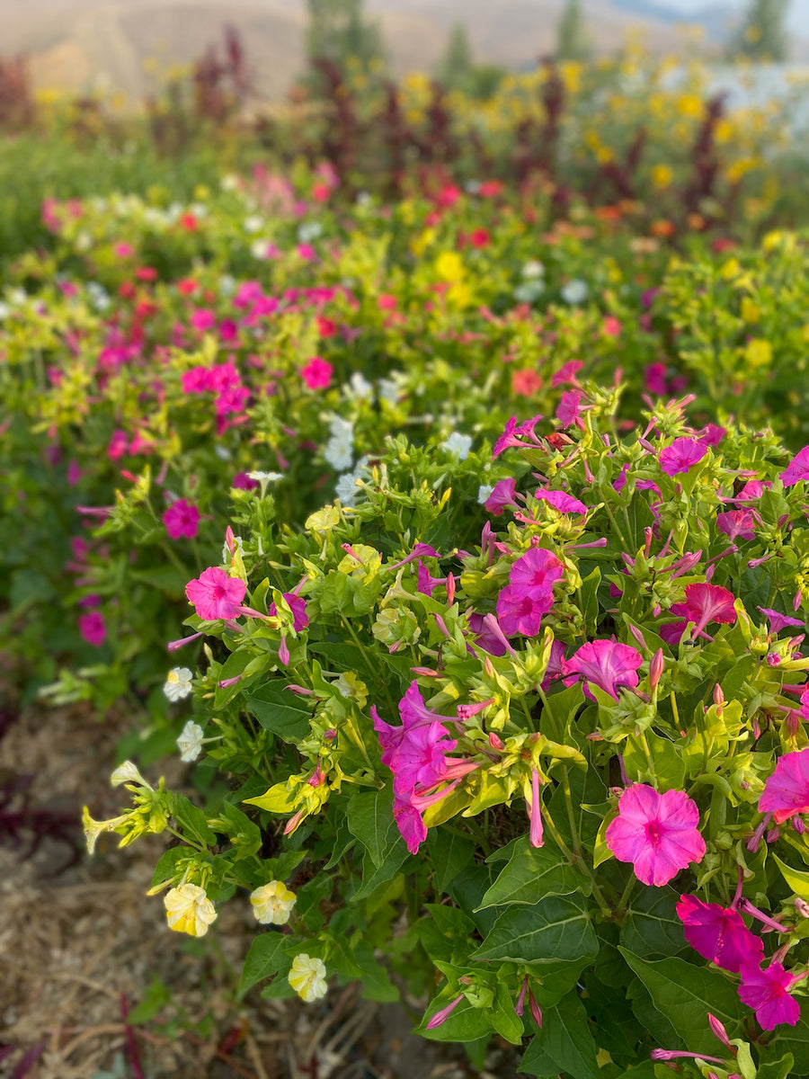 Four O'Clock, Marvel of Peru – Snake River Seed Cooperative