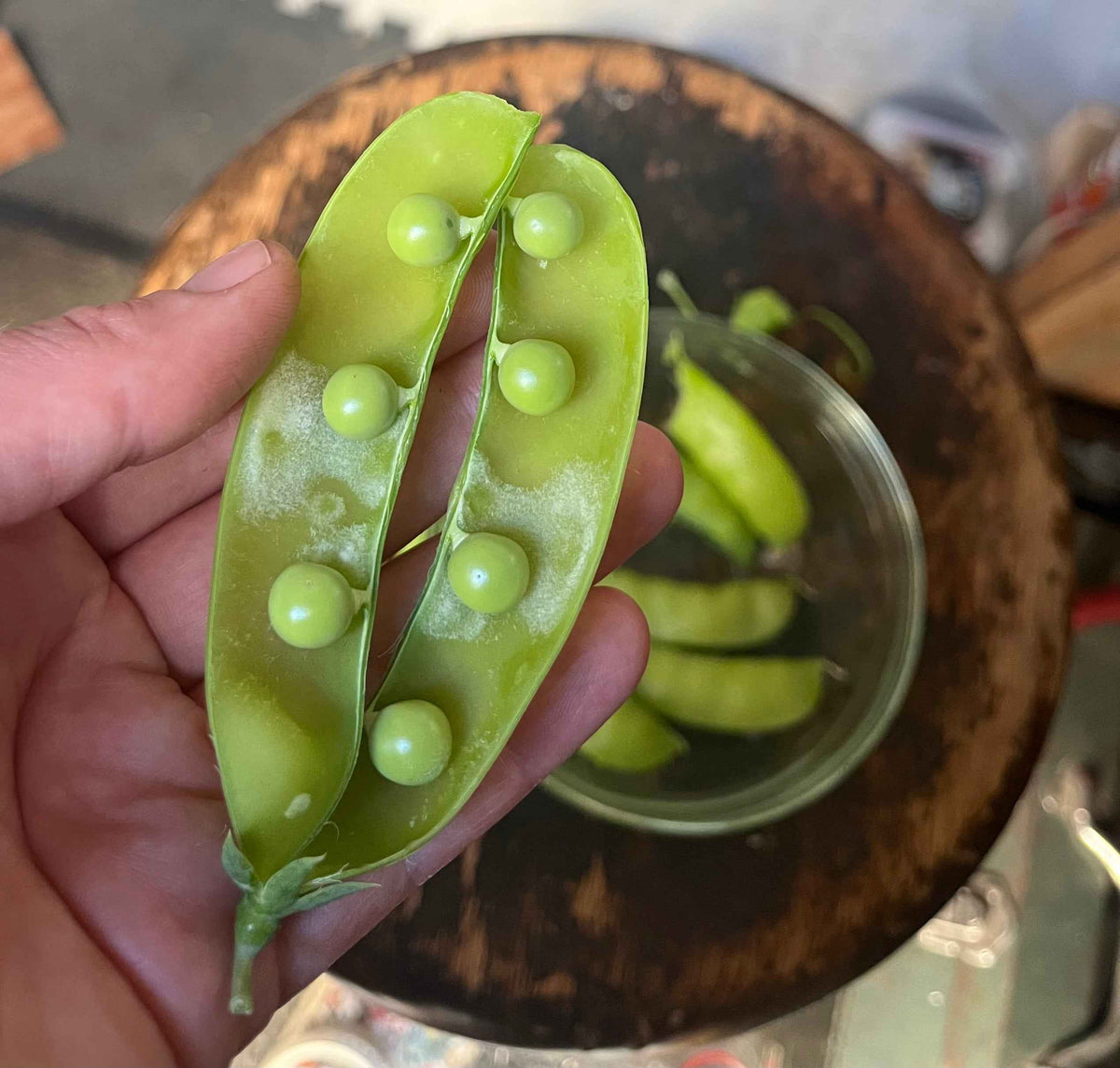 Pea, Lincoln Shelling – Snake River Seed Cooperative