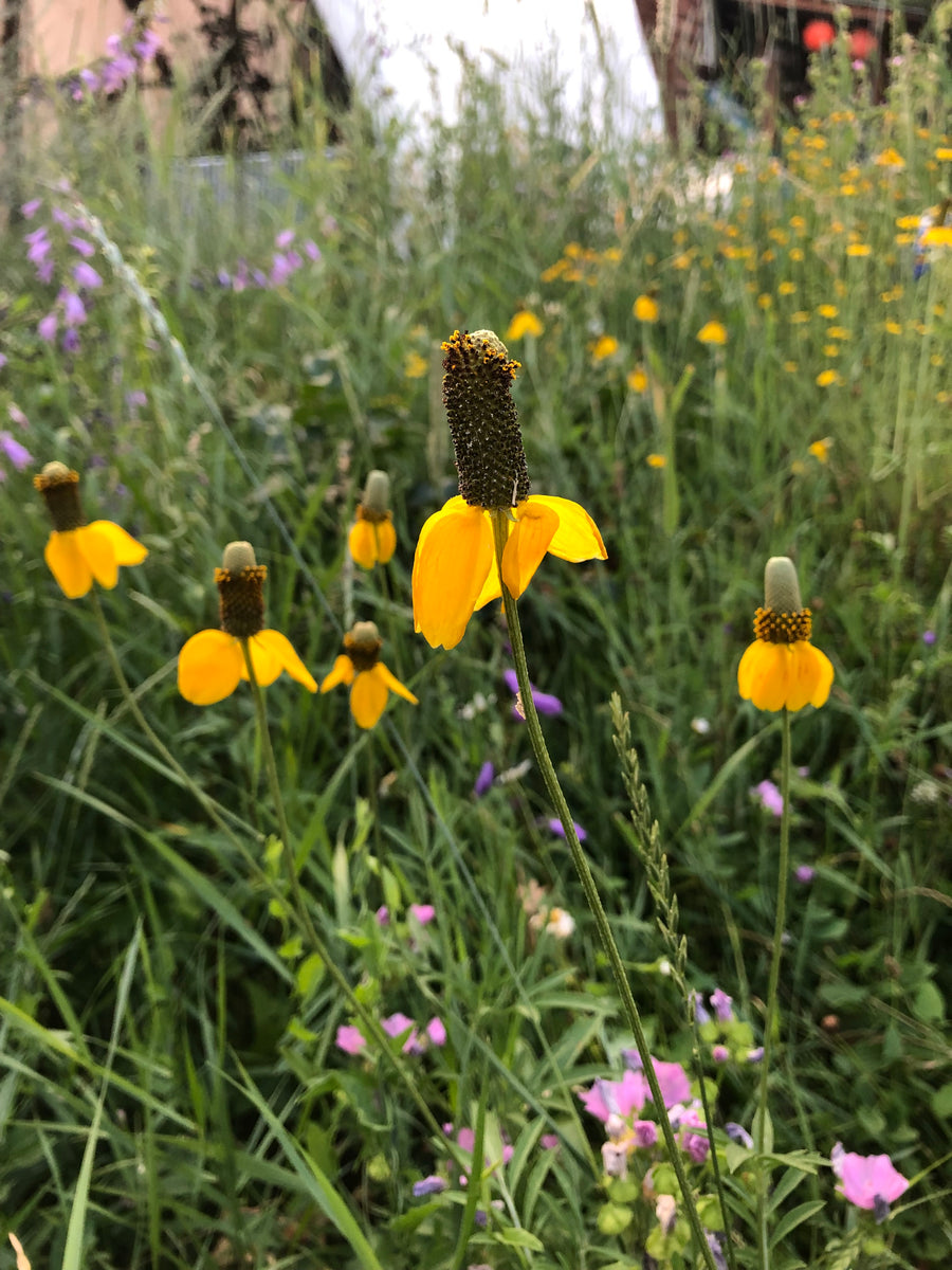 Yellow Korner　Fleurs De Pavot　60×80 Fleurs De Pavot, Fleurs, MICHEL GANTNER · Photographies d'art