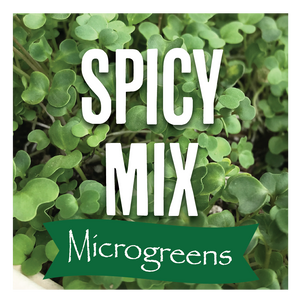 Microgreens Spicy Mix