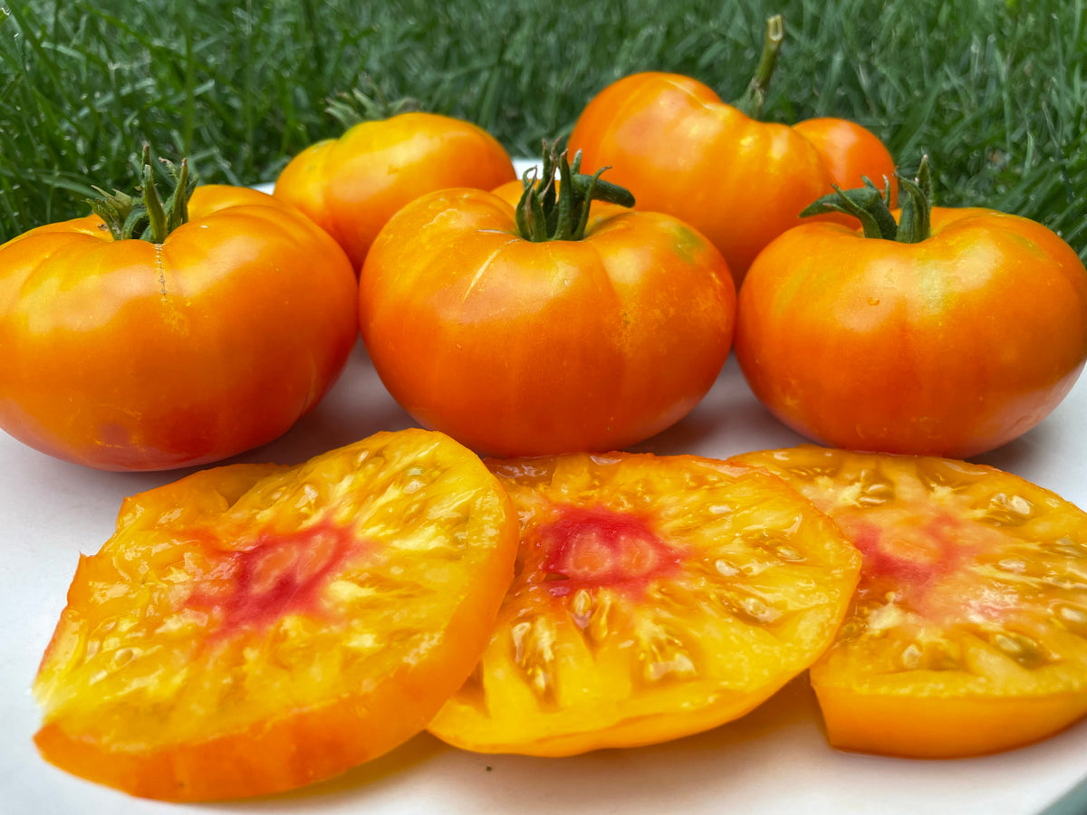 Tomato, Big Hill – Snake River Seed Cooperative