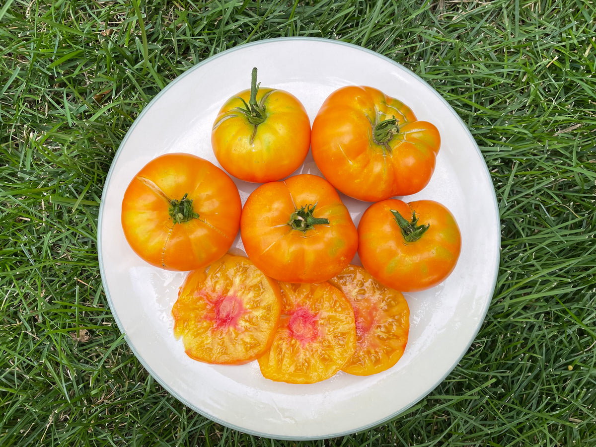 Tomato, Big Hill – Snake River Seed Cooperative