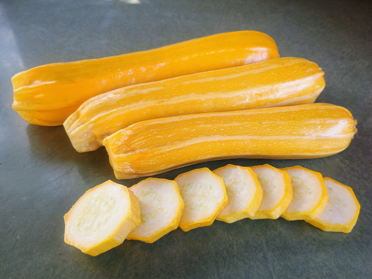Zucchini, Goldini II – Snake River Seed Cooperative