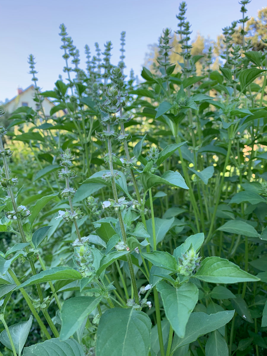 Basil Sweet Dani Lemon Snake River Seed Cooperative