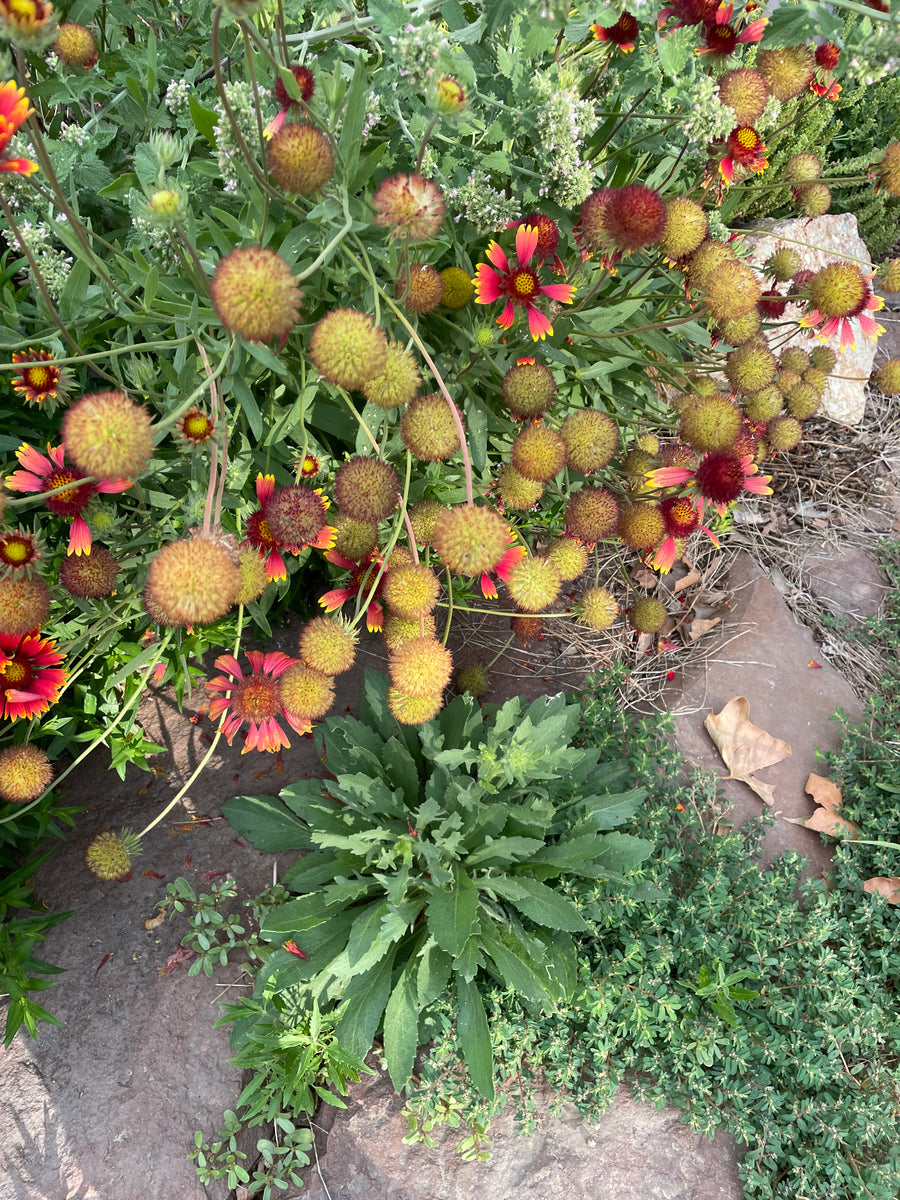 blanket flower seeds Blanketflower – Snake River Seed Cooperative