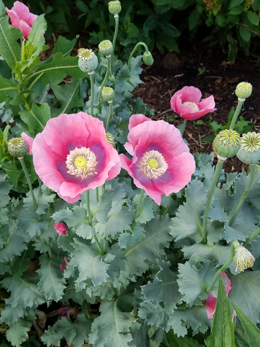 Poppy, Pepperbox – Snake River Seed Cooperative