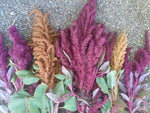 various amaranth plants