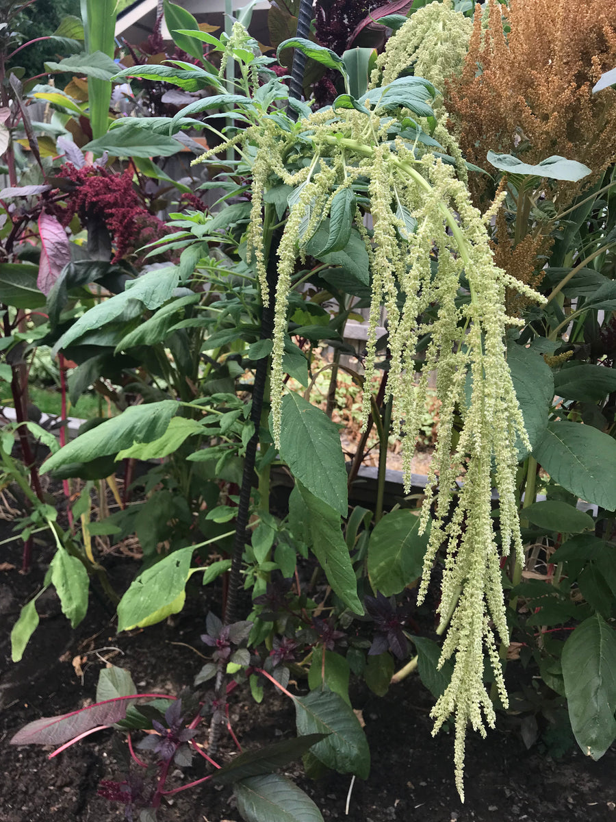 green amaranth plant Amaranth, Emerald Tassels – Snake River Seed Cooperative