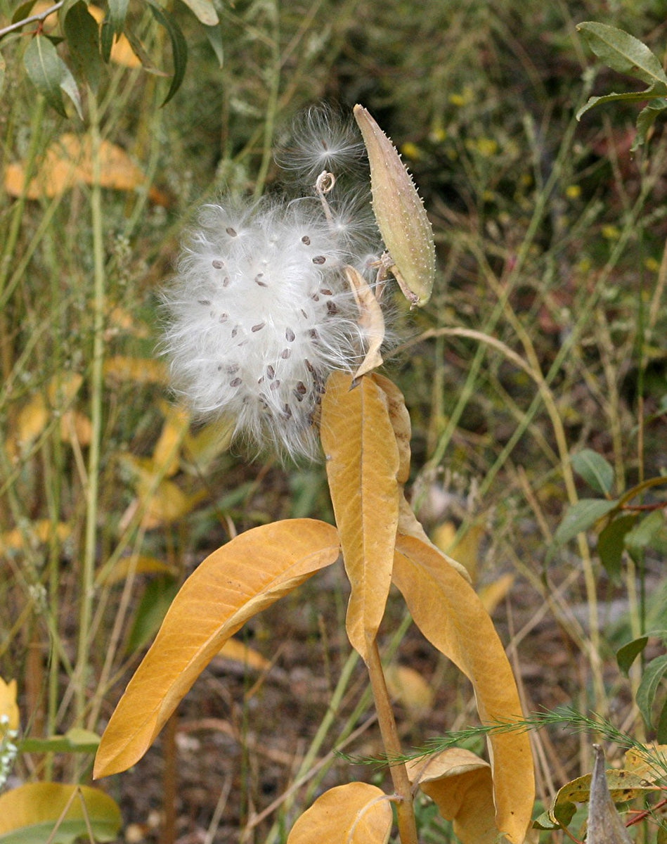 milkweed seed planting depth Milkweed, Showy