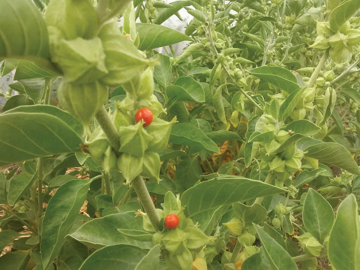 Ashwagandha
