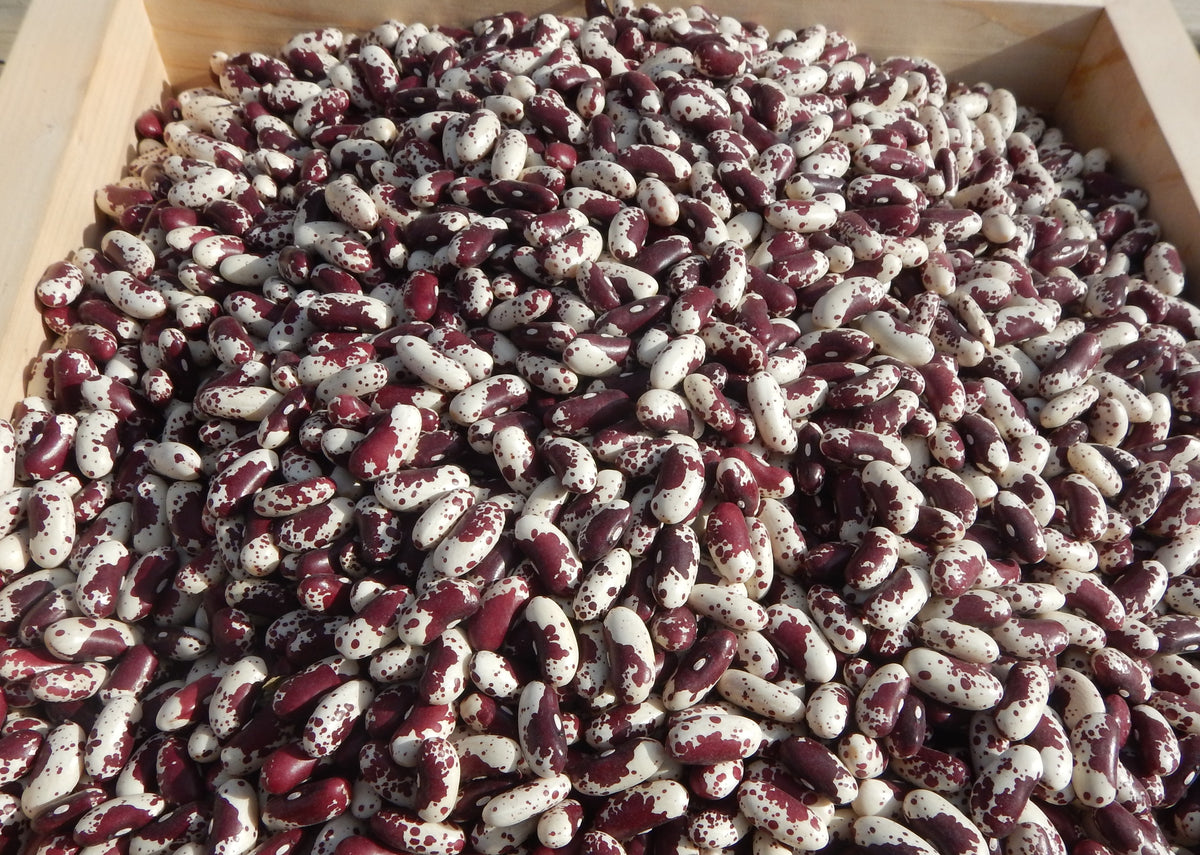 http://snakeriverseeds.com/cdn/shop/products/BeanJacob_sCattle_1200x1200.jpg?v=1637256180