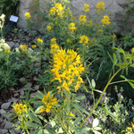 Bee Plant, Yellow