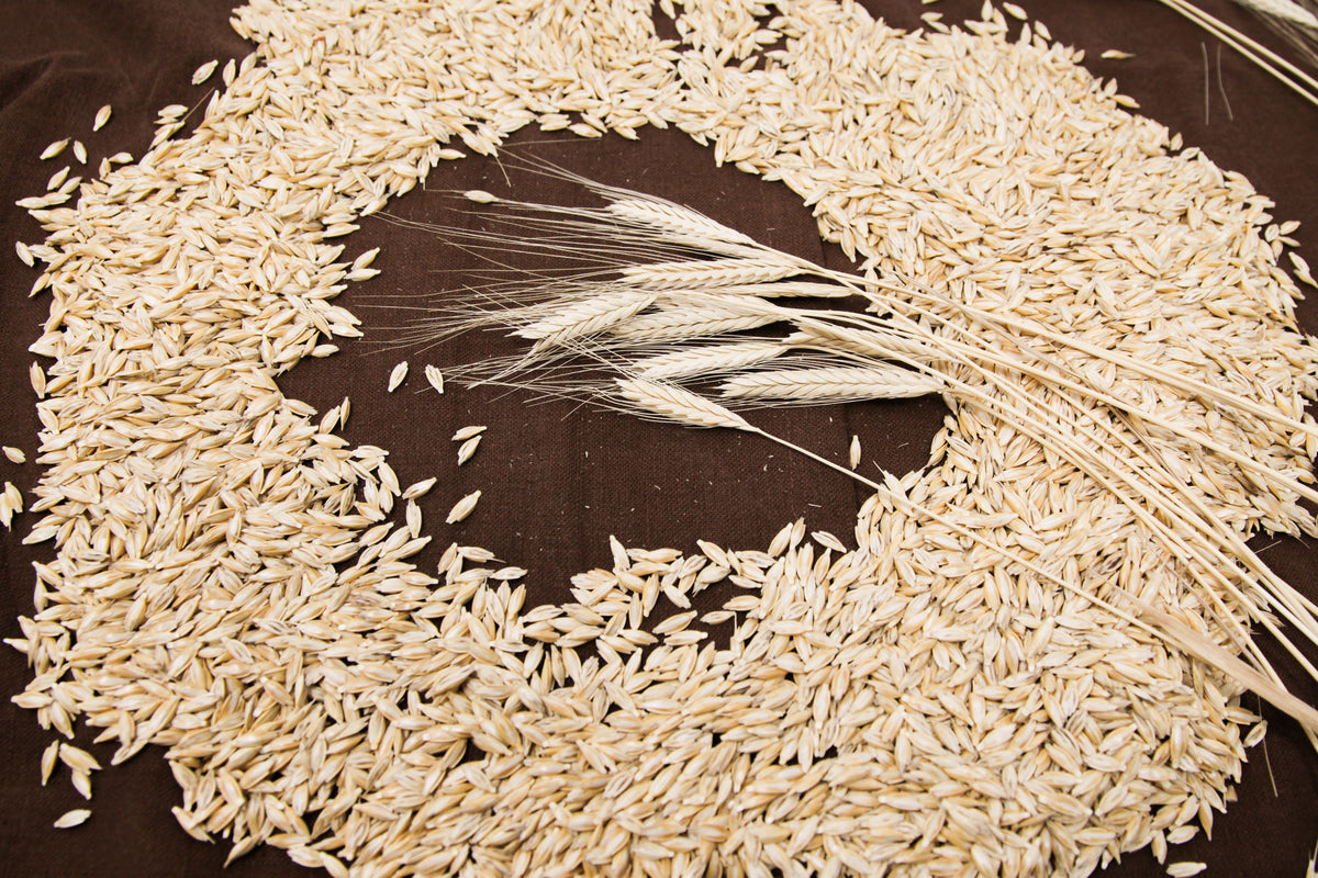 Einkorn – Snake River Seed Cooperative