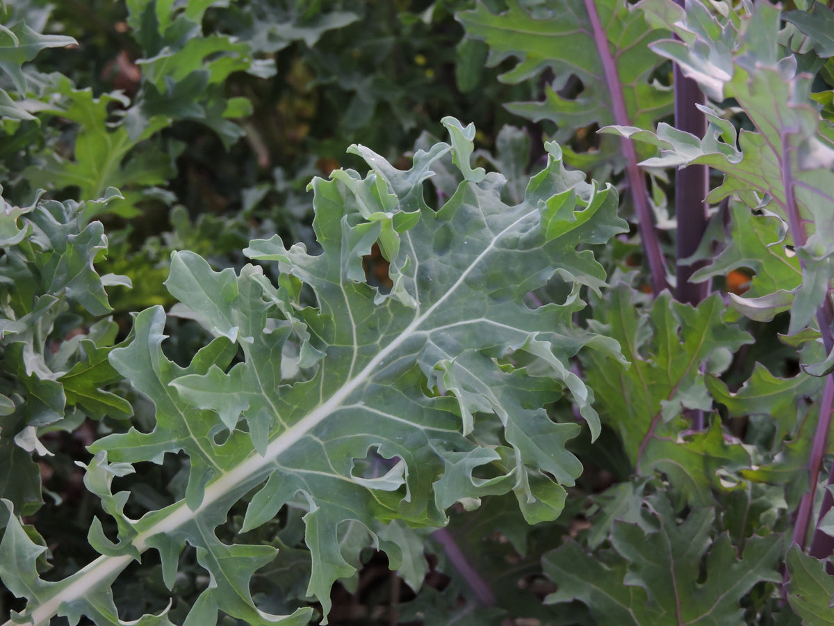 Kale Wild West Snake River Seed Cooperative