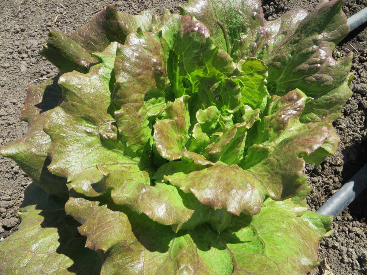 Lettuce-Sierra_1200x1200.jpg?v