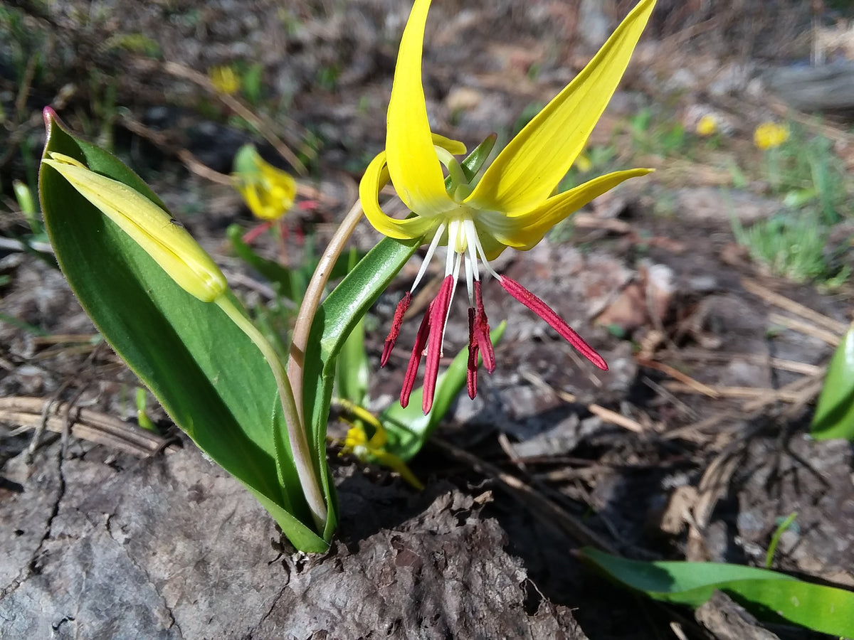glacier lily flower Lily, Glacier