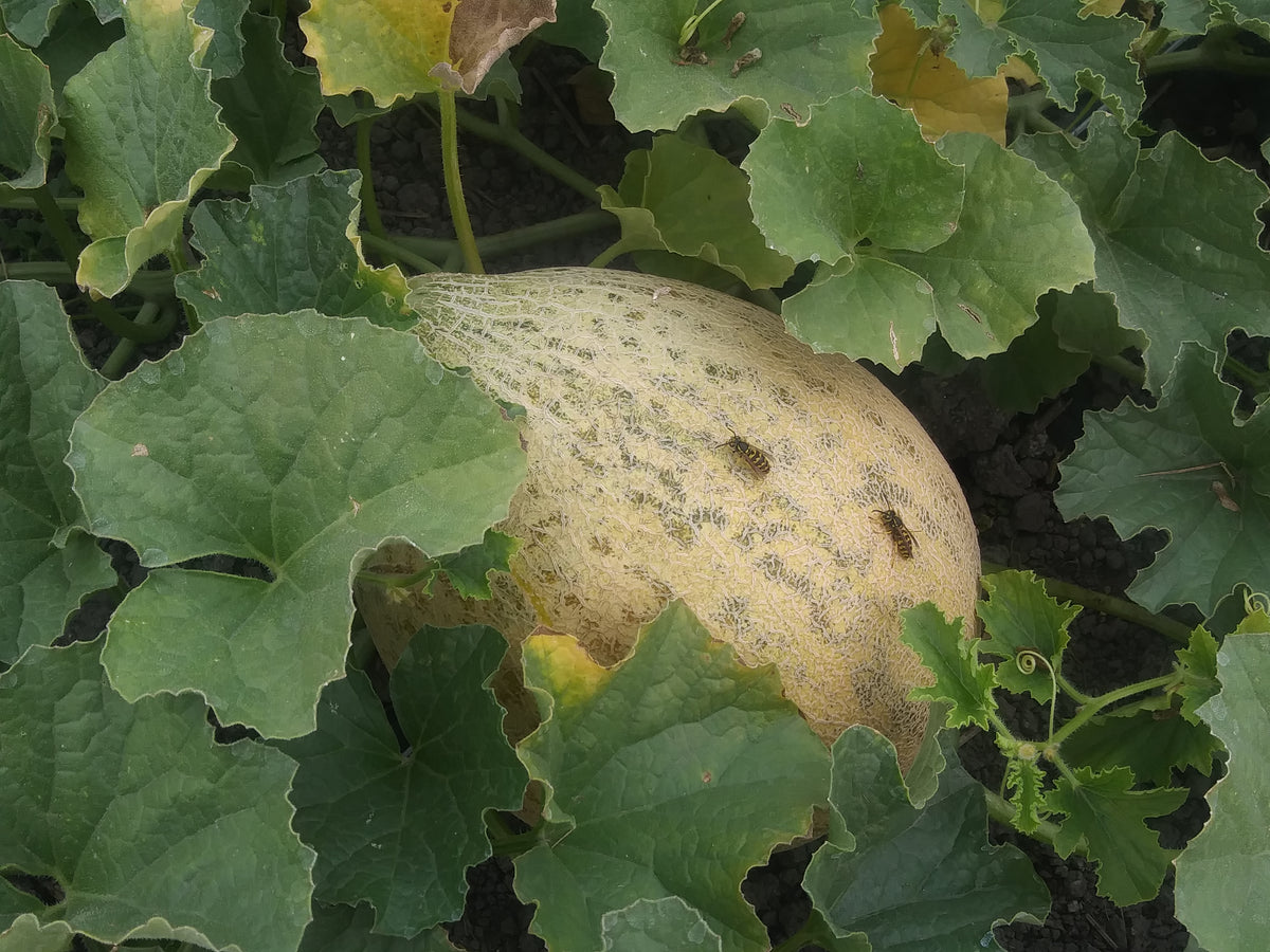 Melon, – Snake River Seed Cooperative
