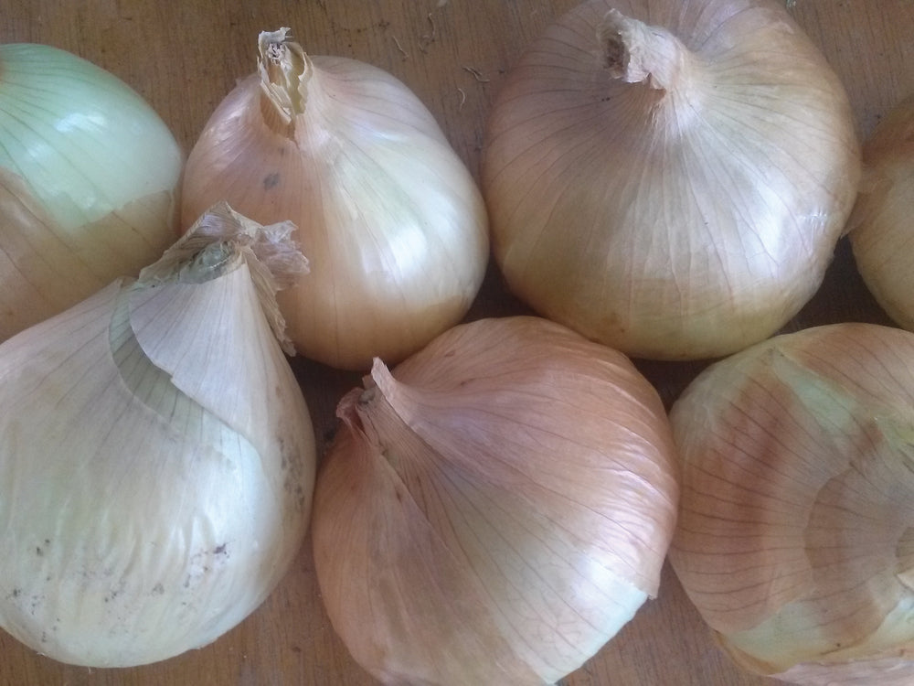 Onion, Walla Walla
