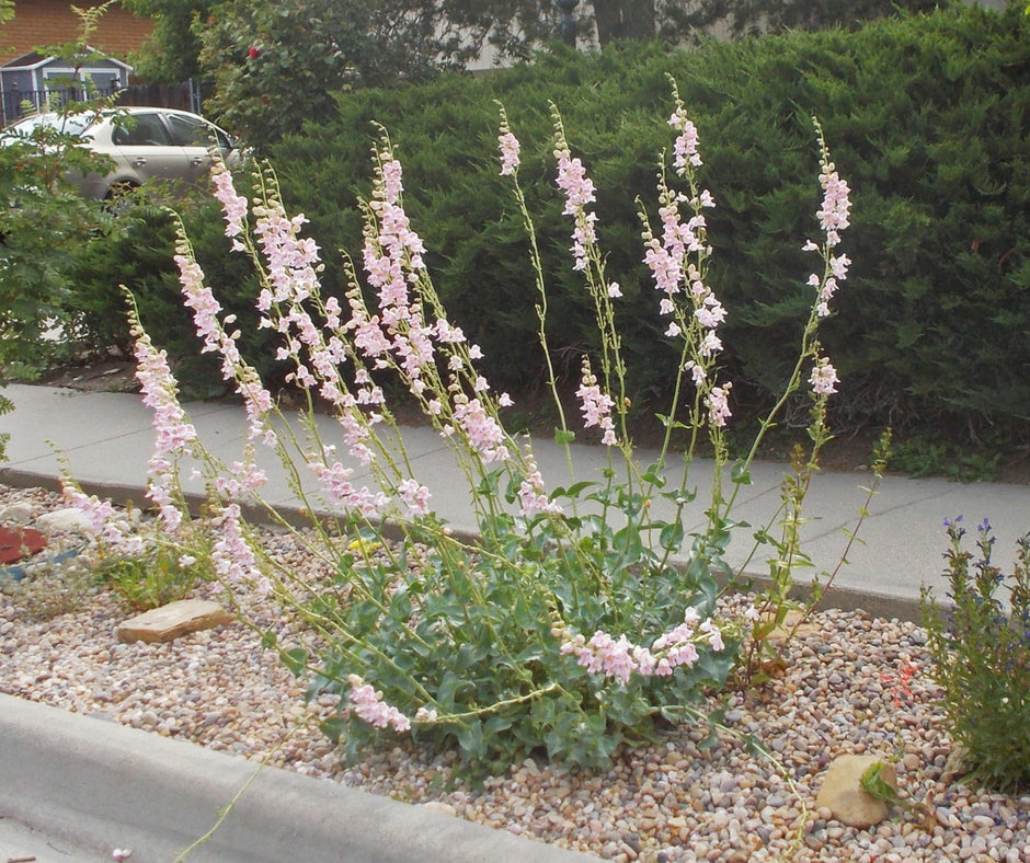 palmer plants Penstemon, Palmers
