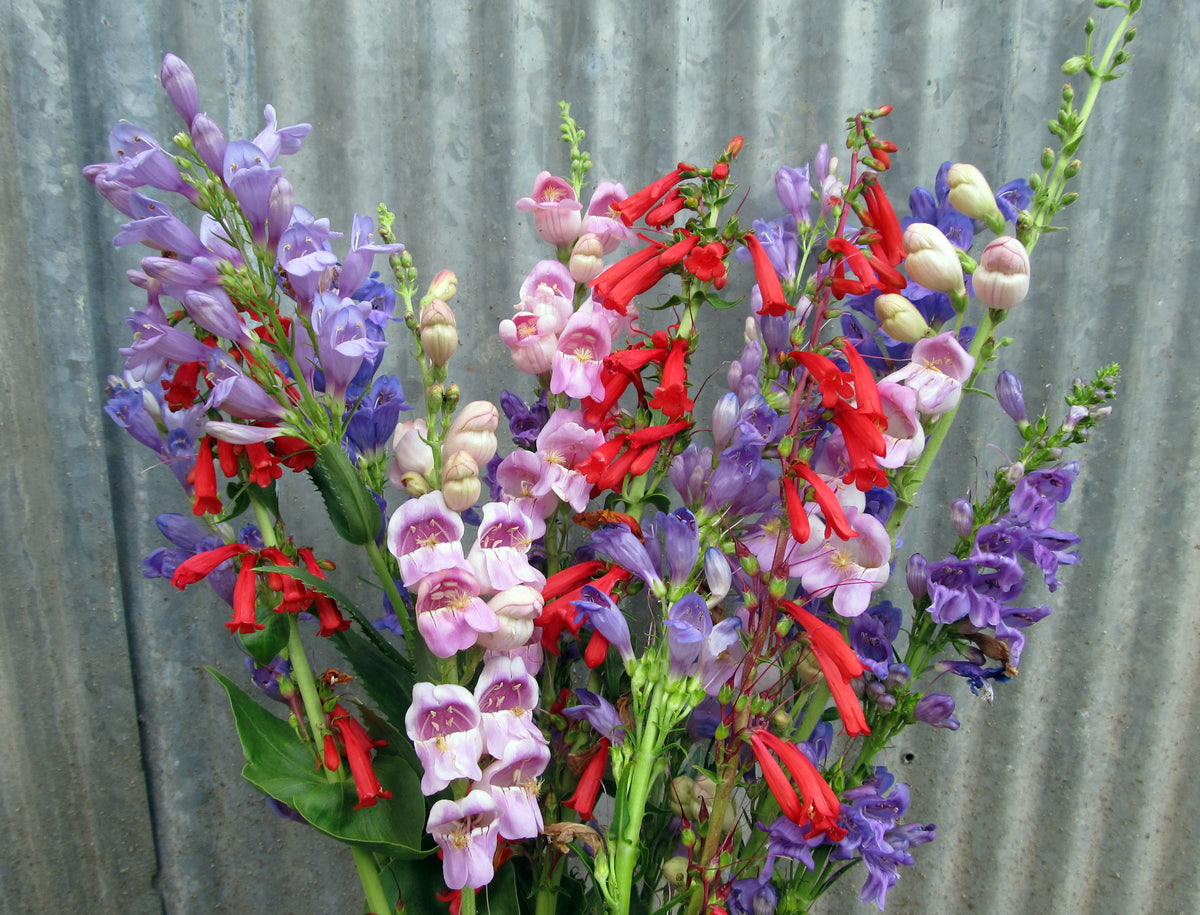 penstemon flower seeds Penstemon Mix – Snake River Seed Cooperative