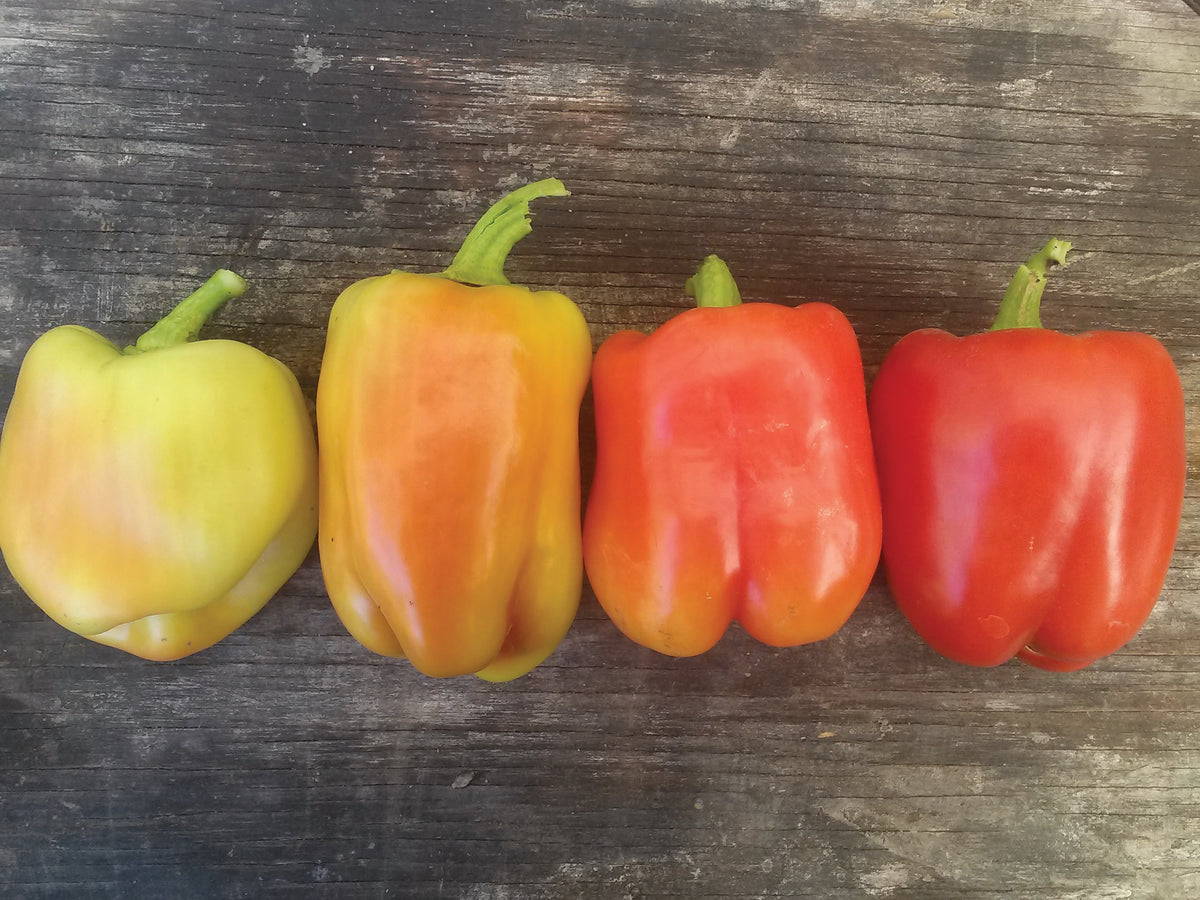 snake plant pepper Pepper, Garden Sunshine – Snake River Seed Cooperative