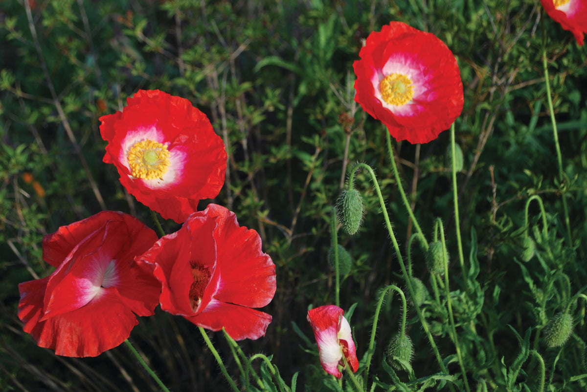 poppy seed flower field Poppy, Field