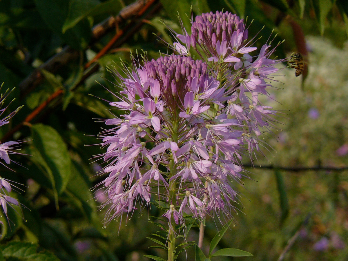 rocky mountain bee plant seeds Bee Plant, Rocky Mountain – Snake River Seed Cooperative