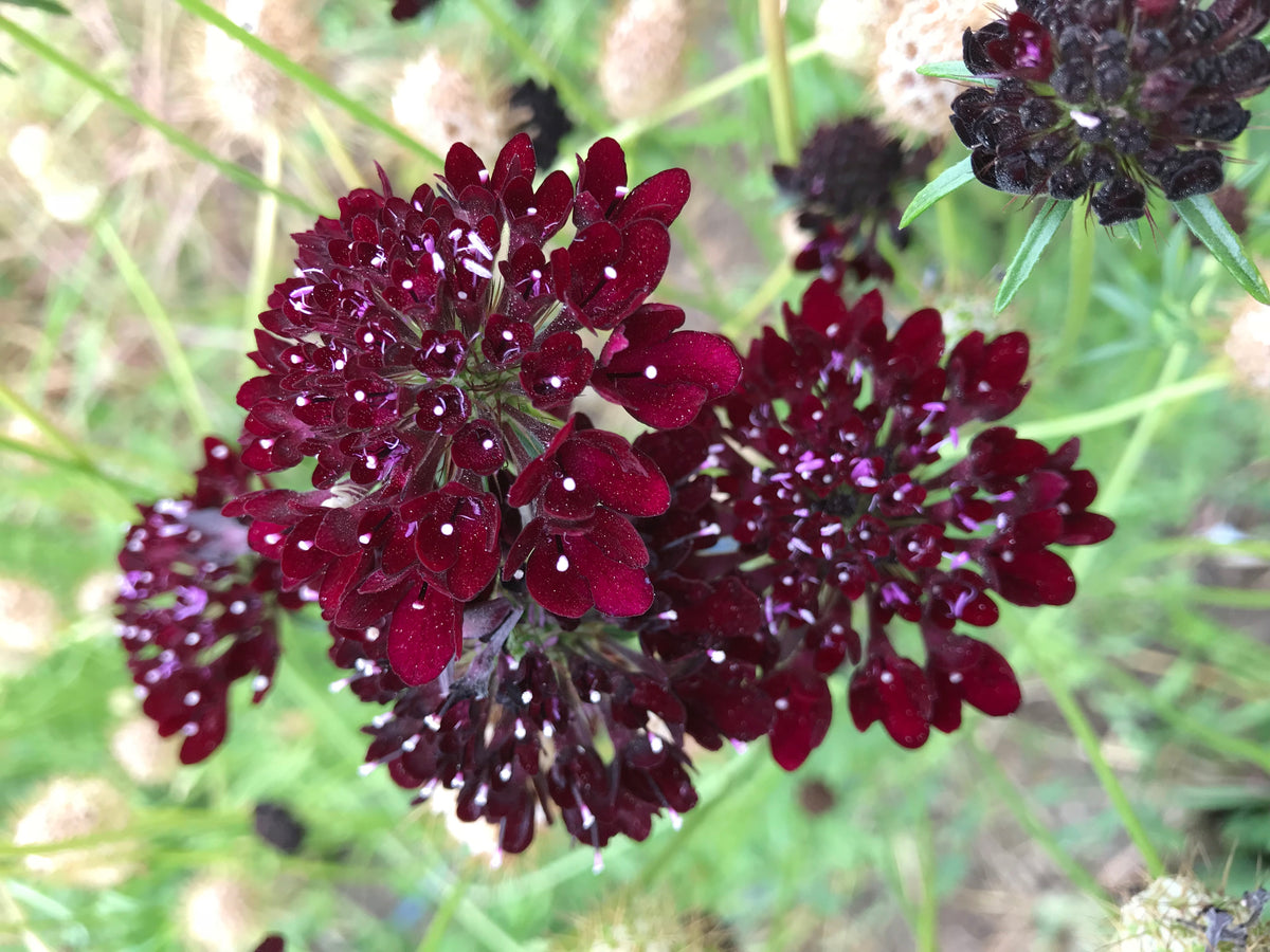 red pincushion flower