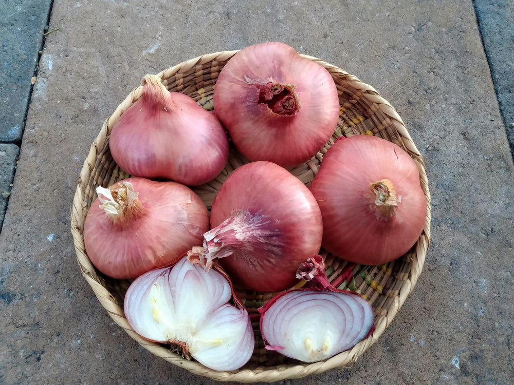 Shallot, Ed's Red