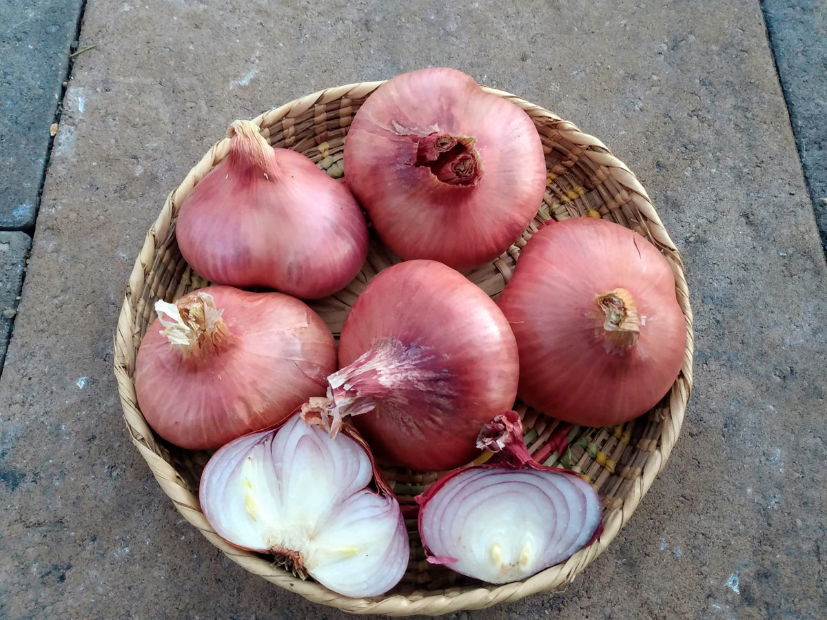 plant shallot seeds Shallot, Ed's Red – Snake River Seed Cooperative