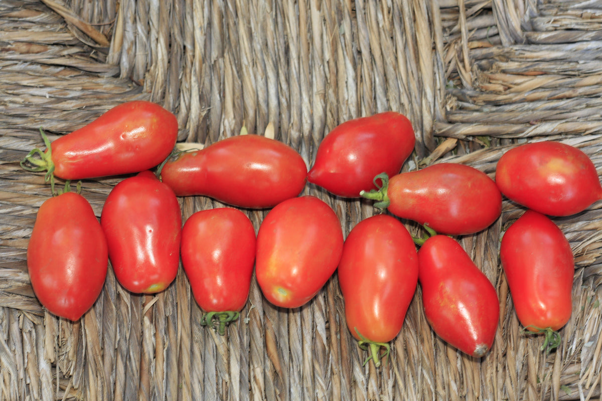 Tomato-Martinos-Roma_1200x1200