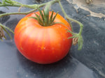 Tomato, Big Hill