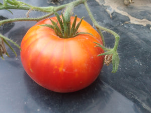 Tomato, Big Hill