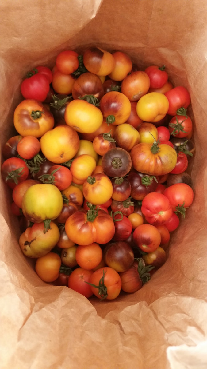 tomato._530さん7-17-3 Tomato, Mission Mountain Sunrise – Snake River Seed Cooperative