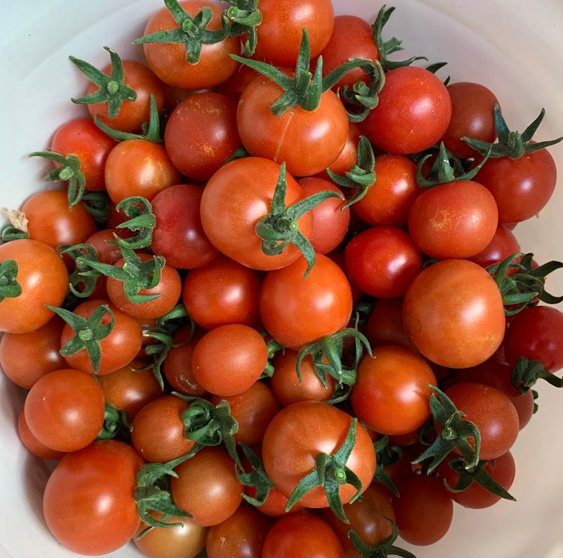 Tomato, Peacevine – Snake River Seed Cooperative
