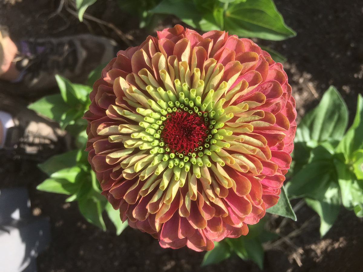 Zinnia, Queen Mix – Snake River Seed Cooperative