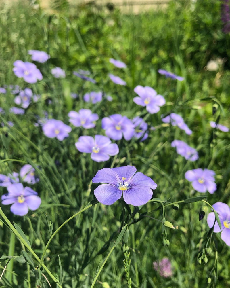 Thinking Like A Wildflower