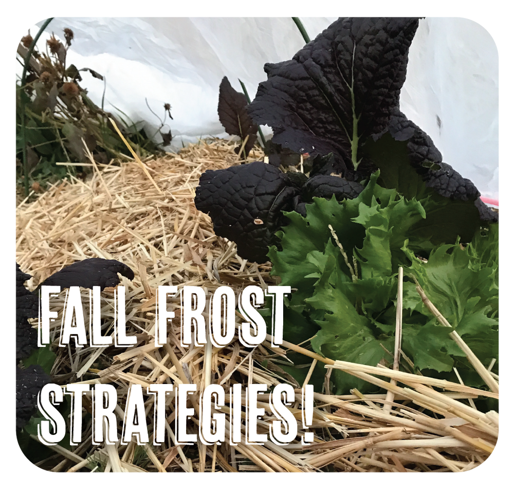 Fall Planting and Overwinter Planning