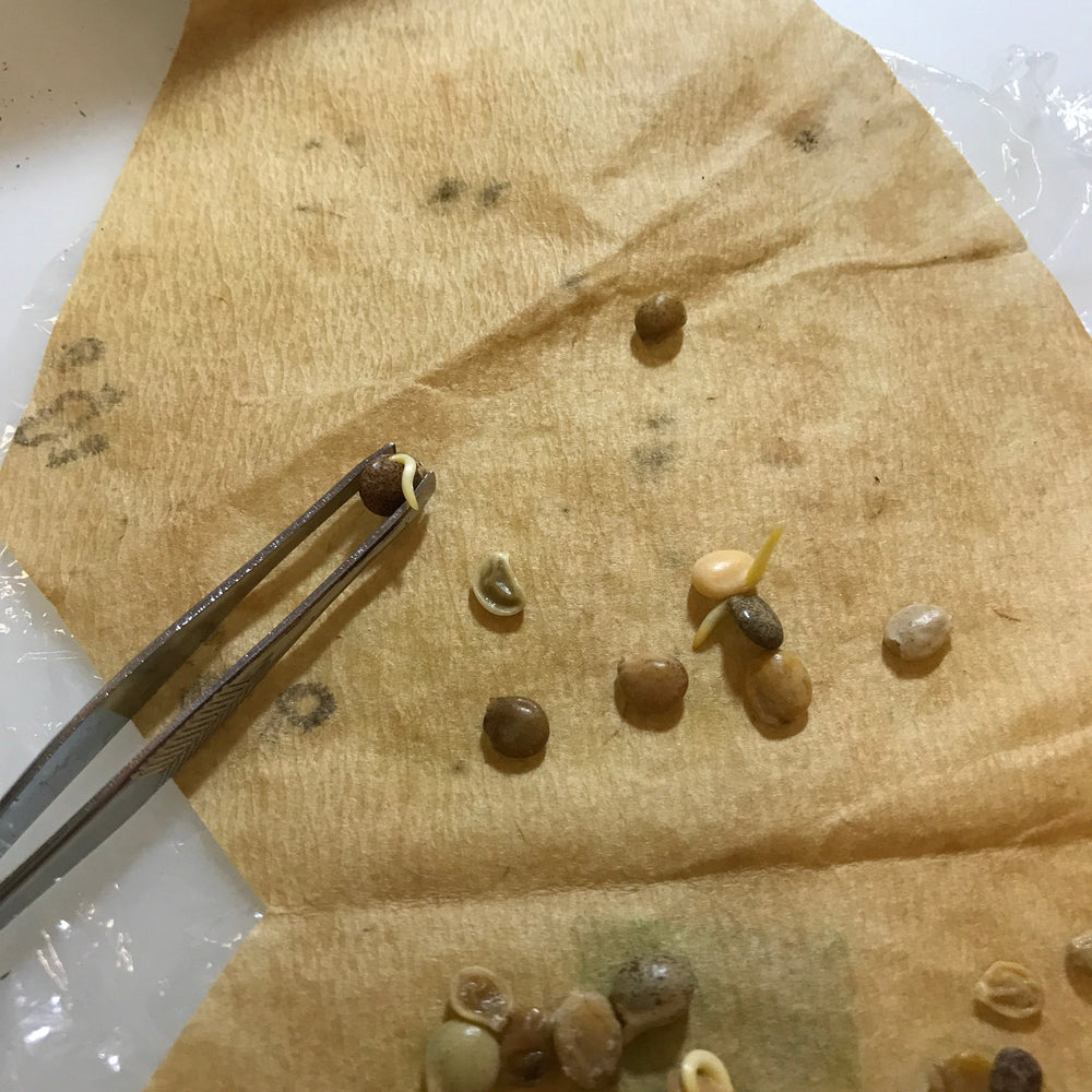 How to Plant Flowers in the Fall & Winter