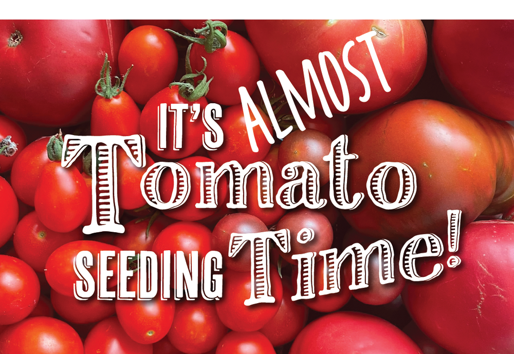 Staff & Founder Tomato Picks!