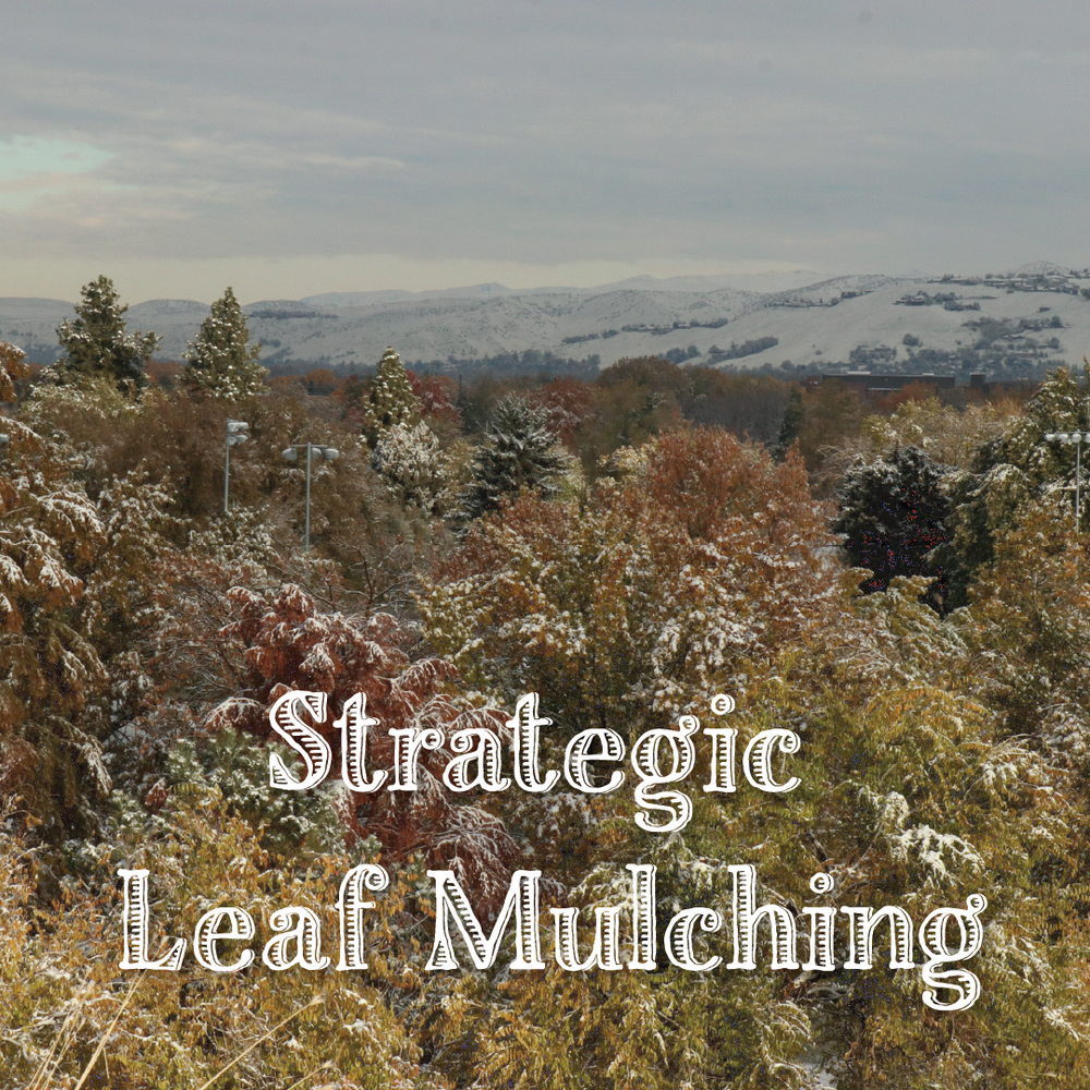 Strategic Leaf Mulching