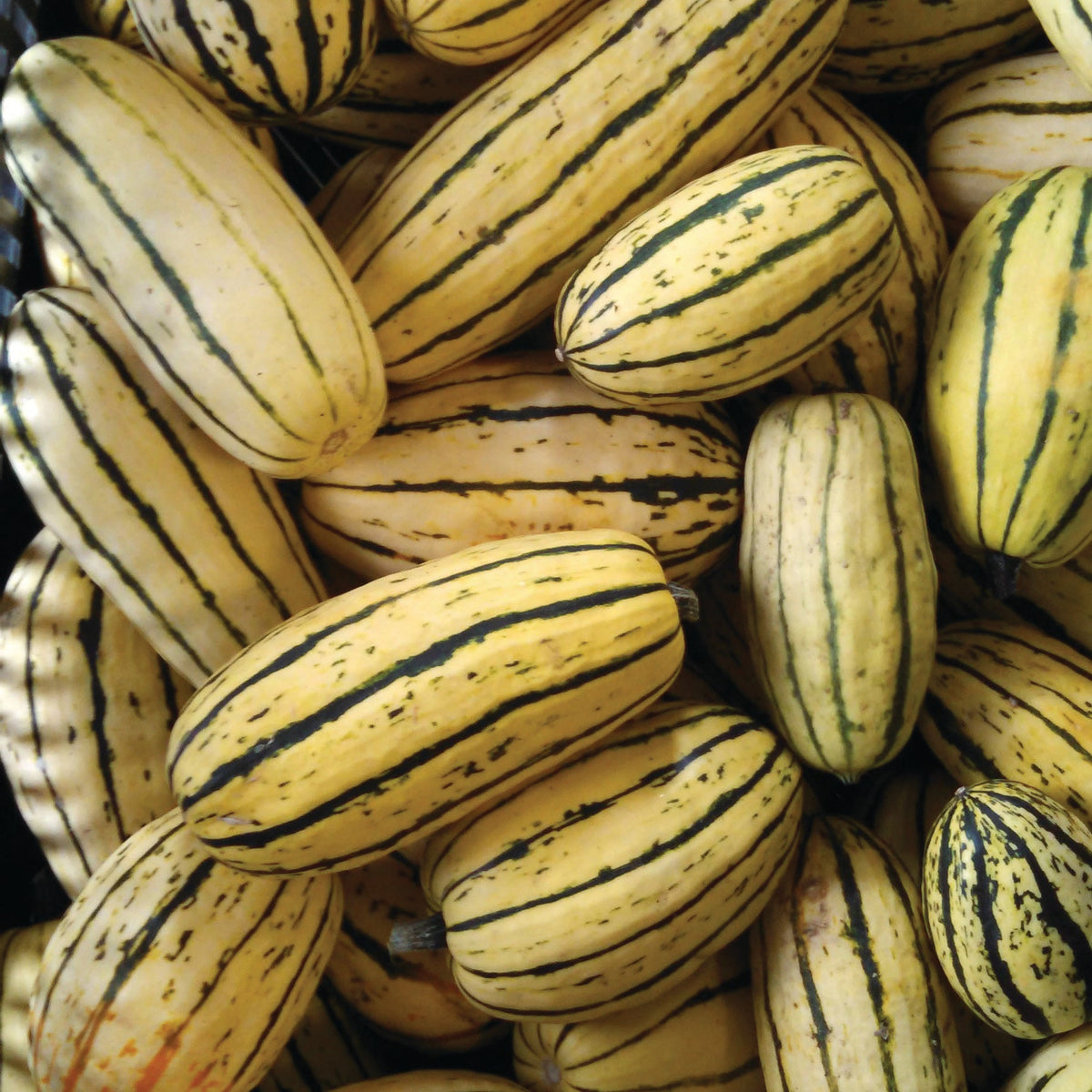 Squash Bug Strategies – Snake River Seed Cooperative