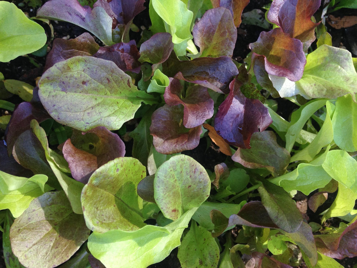 Lettuce – Snake River Seed Cooperative