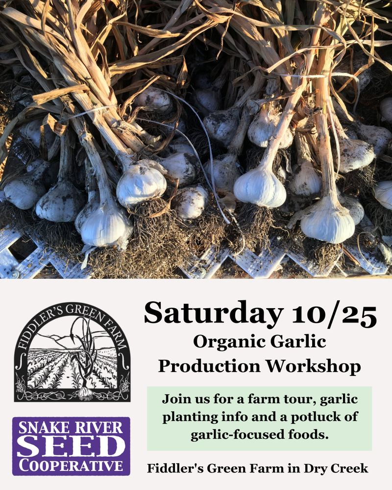 Garlic Field Day at Fiddler's Green Farm