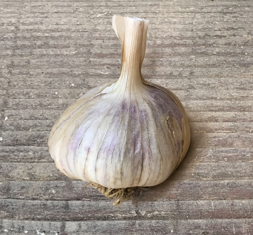 Garlic, German Red Hardneck
