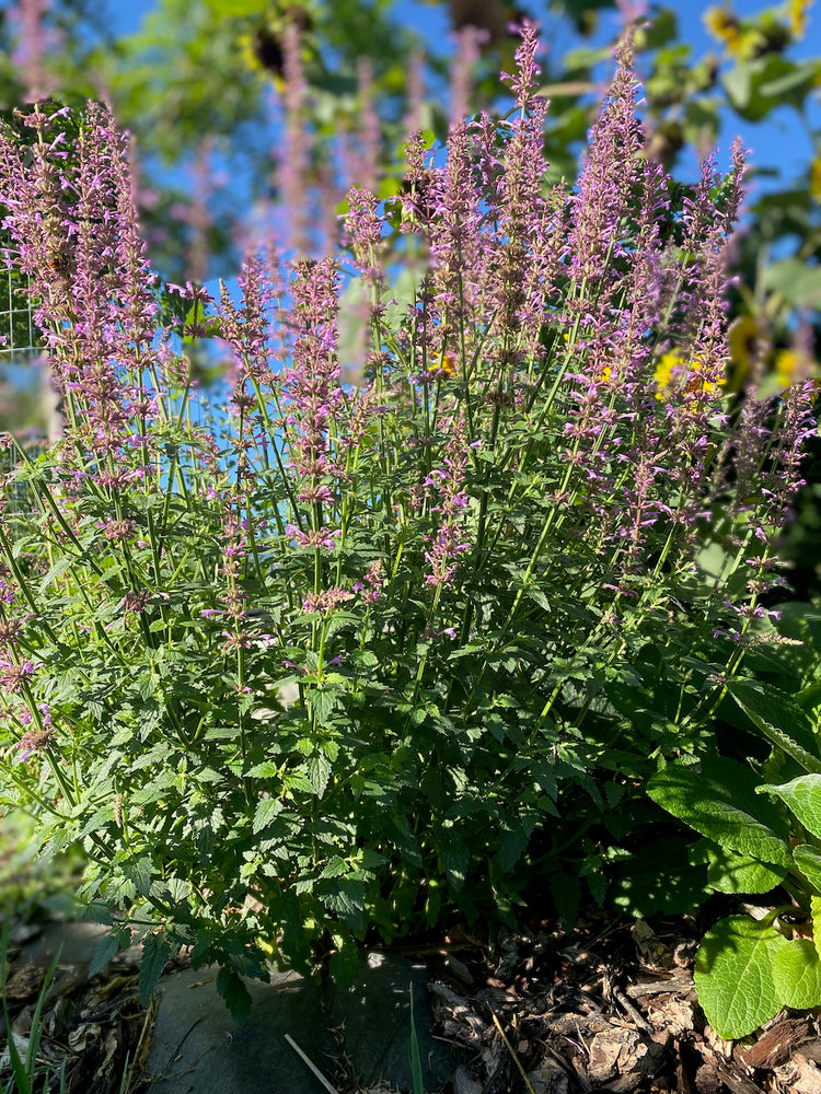 rose mint seeds Agastache Rose Mint