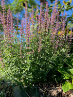 Agastache Rose Mint