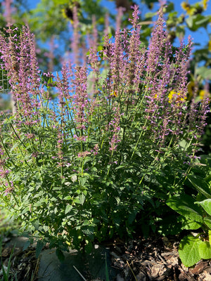 Agastache Rose Mint